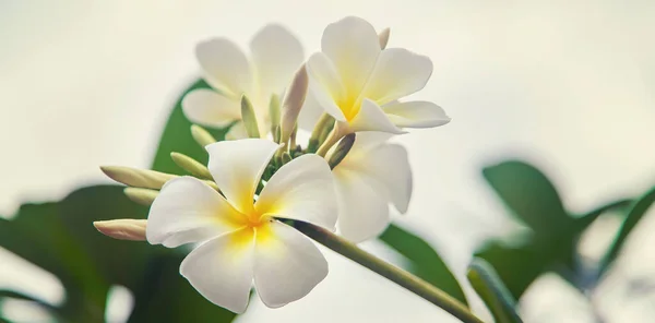 Schönes Weißes Federkleid Blüht Auf Einem Baum Selektiver Fokus Natur — Stockfoto