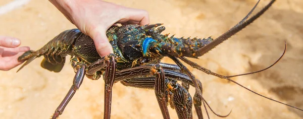 人々の手の中に大きなロブスターライブ 選択的フォーカス — ストック写真