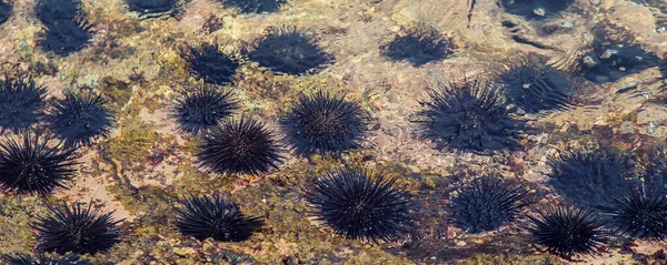 Sea urchins in the sea. Selective focus. nature.