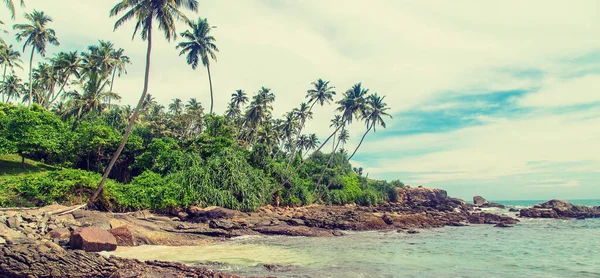 Океан Шри Ланки Природа Пальмы Выборочный Фокус Природа — стоковое фото