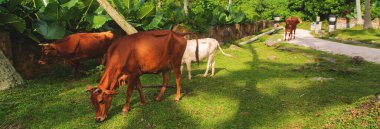 Hindistan 'ın kutsal inekleri. Seçici odaklanma. Doğa.