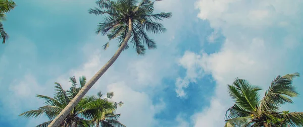 Coconut Trees Island Selective Focus Nature — Stock Photo, Image