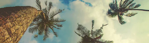 Kokospalmen Auf Der Insel Selektiver Fokus Natur — Stockfoto