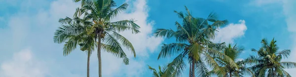 Coconut Trees Island Selective Focus Nature — Stock Photo, Image