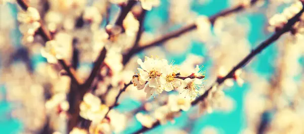 Blühender Baum Garten Selektive Fokussierung — Stockfoto