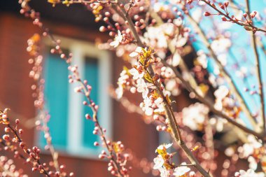 Bahçede çiçek açan ağaç. Seçici odaklanma doğası.