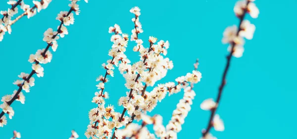 Blühender Baum Garten Selektive Fokussierung — Stockfoto