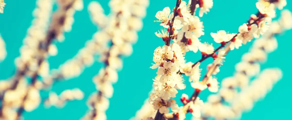 Bahçede Çiçek Açan Ağaç Seçici Odaklanma Doğası — Stok fotoğraf