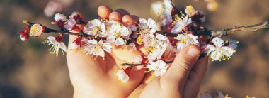 Çiçek açan ağaç dalını tutan bir çocuğun elleri. Seçici odaklanma. Doğa.