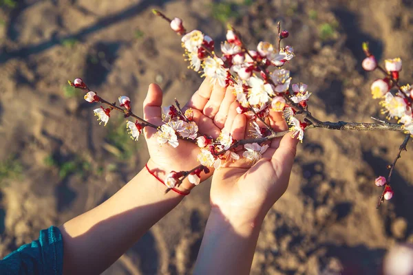Ręce Dziecka Trzymającego Gałąź Kwitnącego Drzewa Wybiórcze Skupienie Przyroda — Zdjęcie stockowe