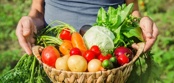 Hombre Jardín Con Verduras Las Manos Enfoque Selectivo Naturaleza — Foto de Stock