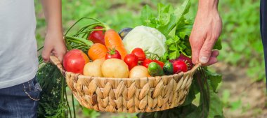 Bahçede ellerinde sebzelerle bir adam ve bir çocuk. Seçici odaklanma. Doğa.