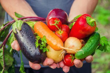 Bahçede elinde sebzelerle bir adam. Seçici odaklanma. Doğa.