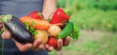 Bahçede elinde sebzelerle bir adam. Seçici odaklanma. Doğa.