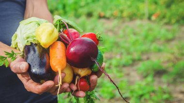 Bahçede elinde sebzelerle bir adam. Seçici odaklanma. Doğa.