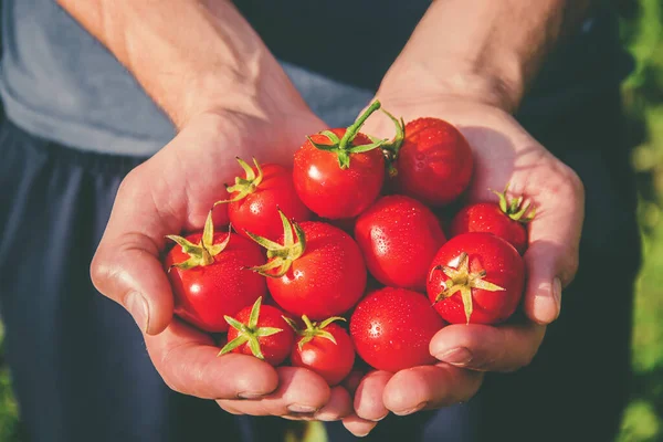 Een Man Tuin Met Tomaten Zijn Handen Selectieve Focus Aard — Stockfoto