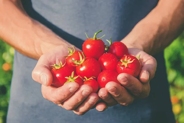 Een Man Tuin Met Tomaten Zijn Handen Selectieve Focus Aard — Stockfoto