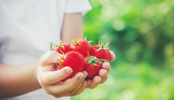 Ett Barn Trädgård Med Tomater Selektivt Fokus Natur — Stockfoto