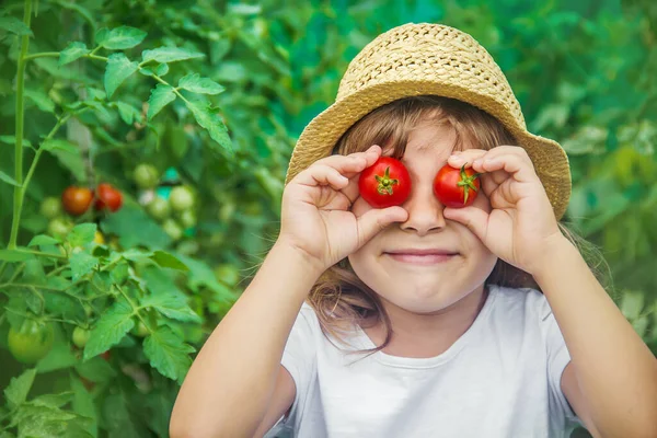 一个在有西红柿的花园里的孩子 有选择的重点 — 图库照片