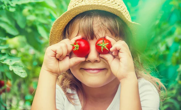 Bahçede Domatesli Bir Çocuk Seçici Odak — Stok fotoğraf