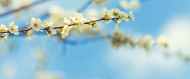 Bahçede çiçek açan ağaç. Seçici odaklanma doğası.