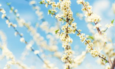 Bahçede çiçek açan ağaç. Seçici odaklanma doğası.