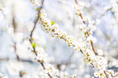 Bahçede çiçek açan ağaç. Seçici odaklanma doğası.