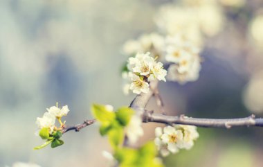 Bahçede çiçek açan ağaç. Seçici odaklanma doğası.