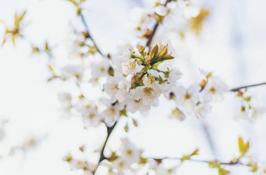 Bahçede çiçek açan ağaç. Seçici odaklanma doğası.