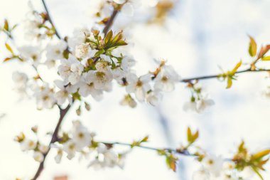 Bahçede çiçek açan ağaç. Seçici odaklanma doğası.
