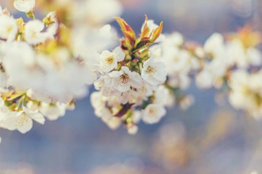 Bahçede çiçek açan ağaç. Seçici odaklanma doğası.