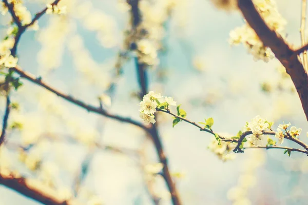 Blühender Baum Garten Selektive Fokussierung — Stockfoto