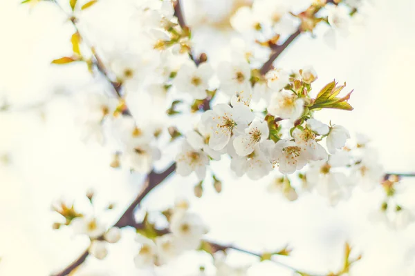 Blühender Baum Garten Selektive Fokussierung — Stockfoto
