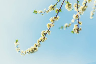 Bahçede çiçek açan ağaç. Seçici odaklanma doğası.