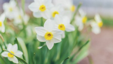 Bahçede çiçek açan nergisler. Seçici odaklanma doğası.