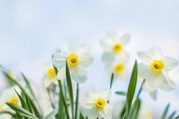 Narcisos Florescer Jardim Natureza Foco Seletivo — Fotografia de Stock