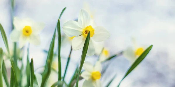 Blommande Påskliljor Trädgården Selektiv Fokusering — Stockfoto