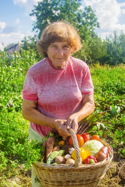 Großmutter Mit Gemüse Garten Selektiver Fokus Natur — Stockfoto
