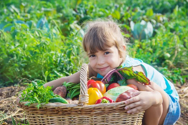 Niño Con Verduras Jardín Enfoque Selectivo —  Fotos de Stock