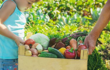 Sebze bahçesinde sebzeli büyükanne ve çocuk. Seçici odaklanma. Doğa.