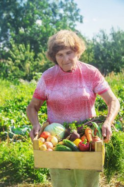 Bahçede sebzeli büyükanne. Seçici odaklanma. Doğa.