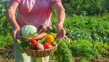 Bahçede sebzeli büyükanne. Seçici odaklanma. Doğa.