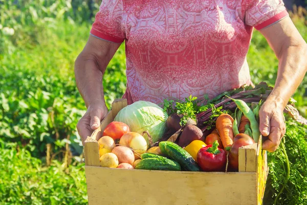 Bahçede Sebzeli Büyükanne Seçici Odaklanma Doğa — Stok fotoğraf