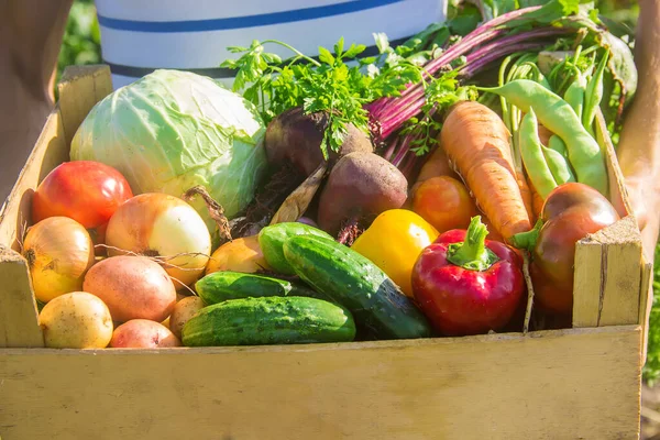 Hombre Con Verduras Jardín Enfoque Selectivo Naturaleza — Foto de Stock