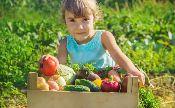 Anak Dengan Sayuran Kebun Fokus Selektif — Stok Foto