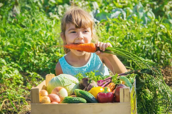 Anak Dengan Sayuran Kebun Fokus Selektif — Stok Foto