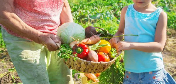 Grootmoeder Kind Met Groenten Moestuin Selectieve Focus Aard — Stockfoto