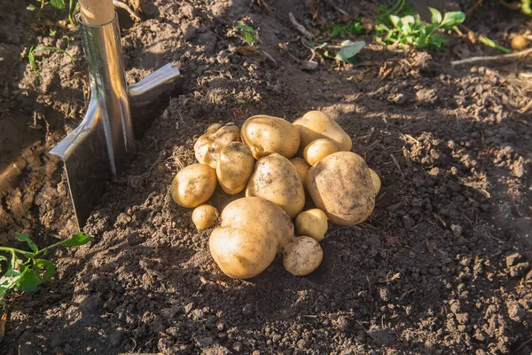庭はシャベルでジャガイモの作物を収穫します 選択的フォーカス — ストック写真