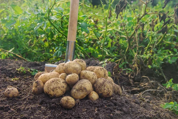 Сад Собирает Урожай Картофеля Лопатой Выборочный Фокус Природа — стоковое фото