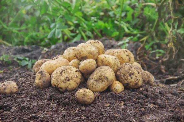 The garden harvest a potato crop with a shovel. Selective focus. nature.